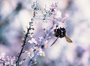 Large Bee 1.jpg